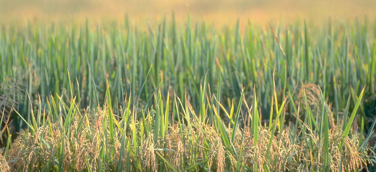 2017/18美国水稻种植面积为106万公顷（263万英亩） pic