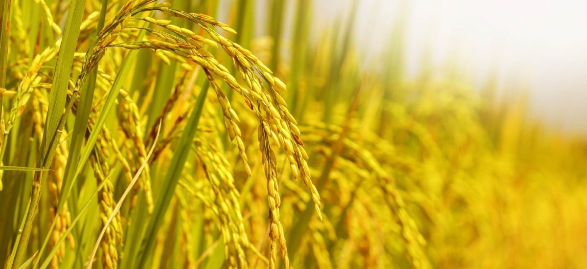 2016/17中国、菲律宾、圭亚那和哥伦比亚的稻米产量预计降低 pic
