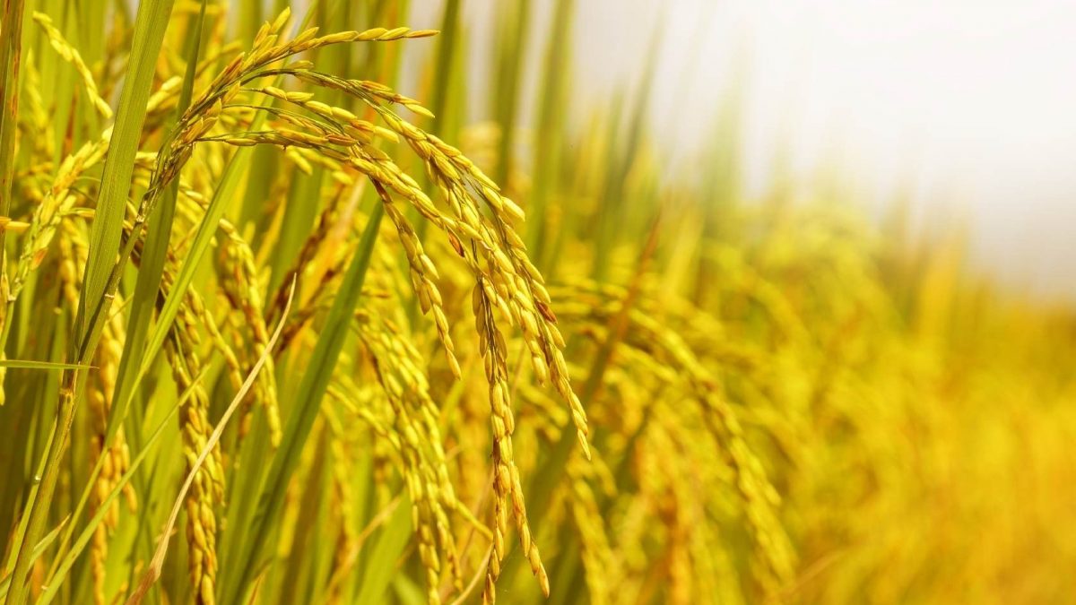 2016/17中国、菲律宾、圭亚那和哥伦比亚的稻米产量预计降低 pic