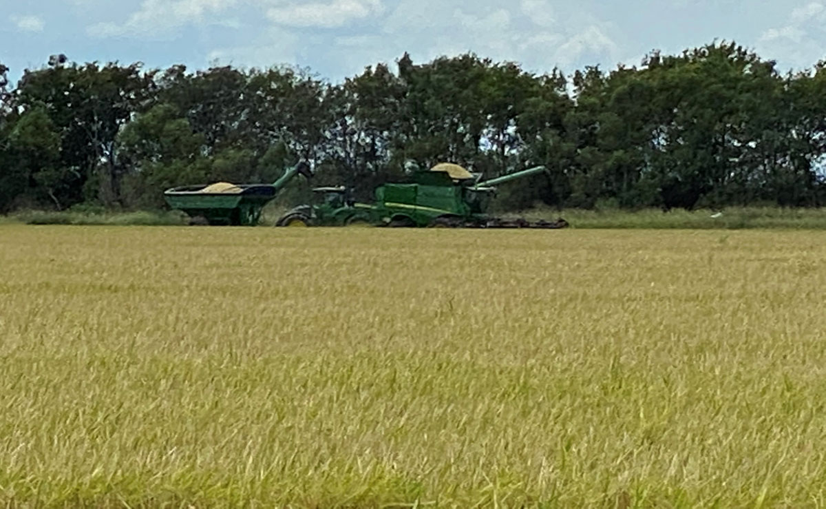 路易斯安那州迎来稻米丰收 pic