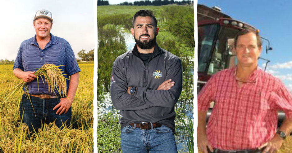 美国稻农分享有机大米种植的机遇和挑战 pic